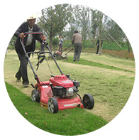 綠地養(yǎng)護(hù) Product