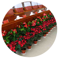 室內(nèi)綠化租賃 Product