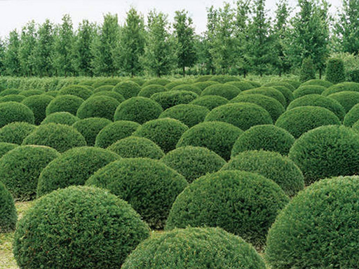 草坪苗木 Product