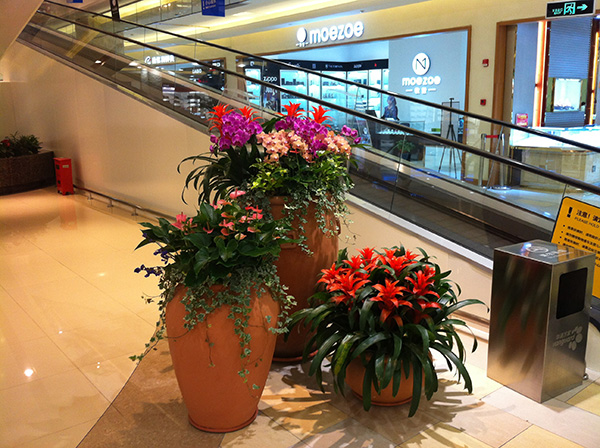 花卉租賃 Product