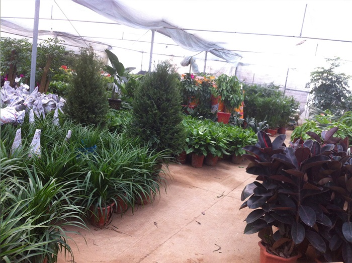 花卉基地 花卉基地