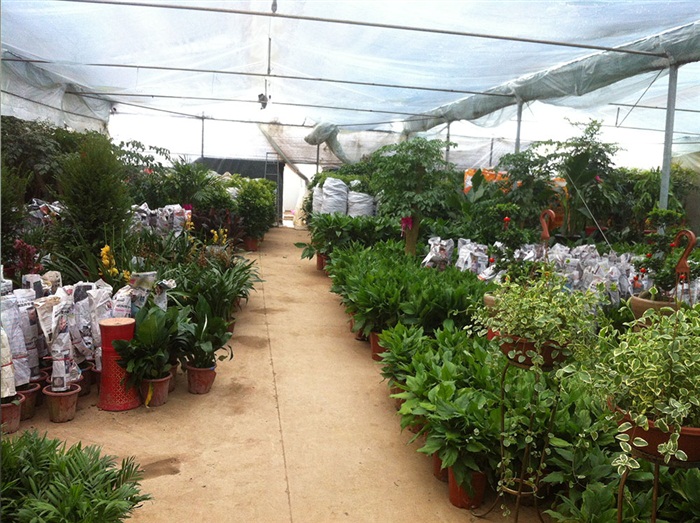 花卉基地 花卉基地